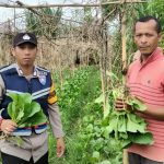 Bhabinkamtibmas Polsek Jaya Ikut Panen Sayur di Desa Temarem, Wujud Kedekatan Polisi Dengan Warga